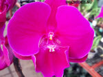 Phalaenopsis PH 201 Big Lip