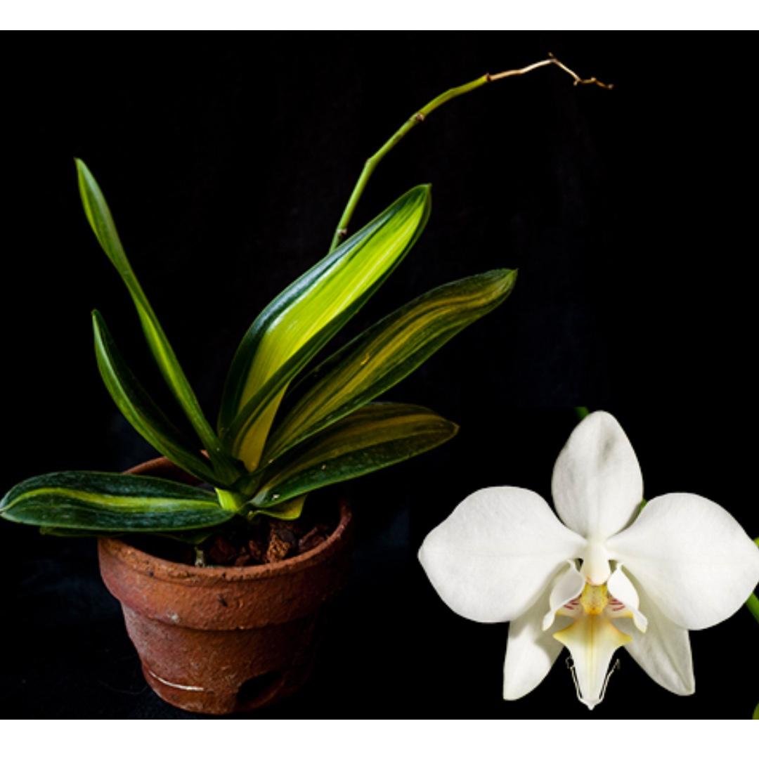 Phalaenopsis aphrodite variegated