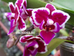 Phalaenopsis PHM 115