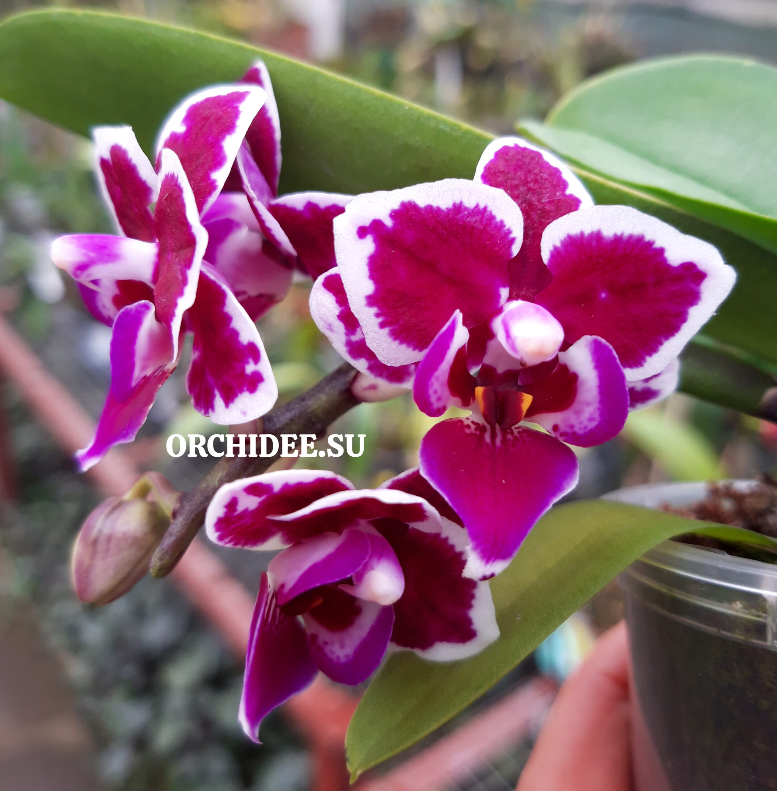 Phalaenopsis PHM 115