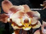 Phalaenopsis PHM 134/1 Valkion butterfly peloric