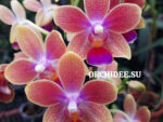Phalaenopsis PHM 141 Morning Breeze