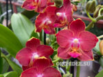 Phalaenopsis PHM 185 Sogo Saffron
