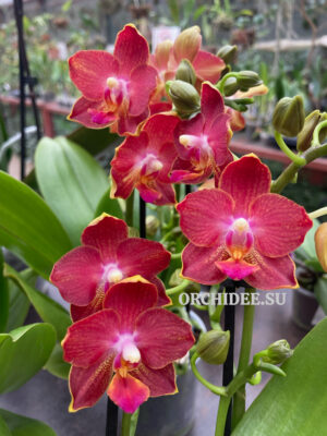 Phalaenopsis PHM 185 Sogo Saffron