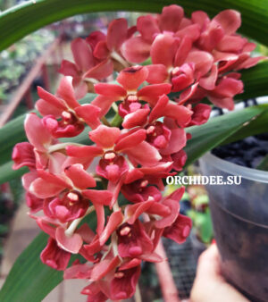 Rhynchostylis gigantea salmon