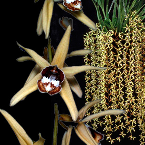 Coelogyne pulverula