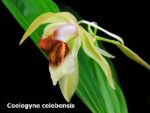 Coelogyne celebensis