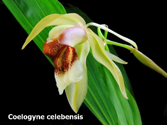 Coelogyne celebensis