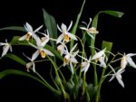 Coelogyne huettneriana