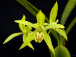 Coelogyne verrucosa