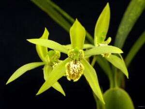 Coelogyne verrucosa