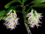 Dendrobium amethystoglossum
