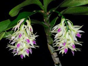 Dendrobium amethystoglossum