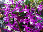 Dendrobium Rainbow Dance