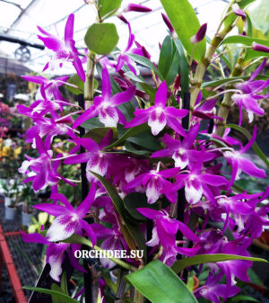 Dendrobium Rainbow Dance