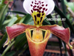 Paphiopedilum hybrid 002
