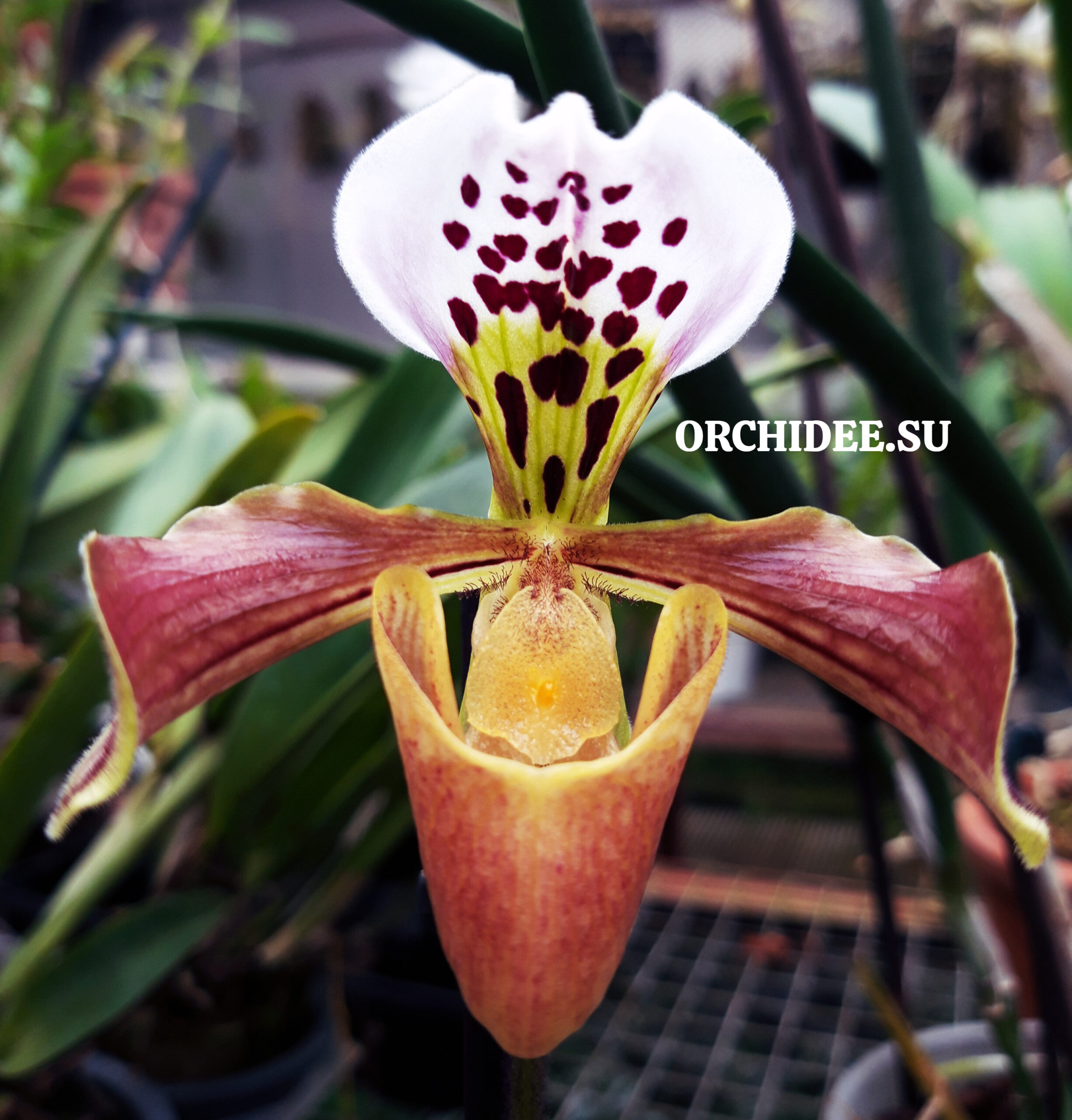 Paphiopedilum hybrid 002