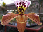 Paphiopedilum hybrid 004