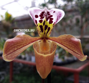 Paphiopedilum hybrid 004