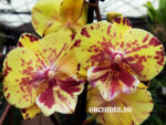 Phalaenopsis PH 204 Big Lip