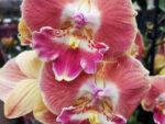 Phalaenopsis PH 209 Big Lip