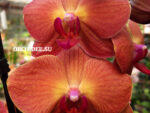 Phalaenopsis PH 217 Monza