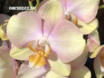 Phalaenopsis PH 219 Sparks