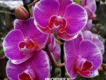 Phalaenopsis PH 328