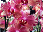 Phalaenopsis PHA 002/4 bright peloric