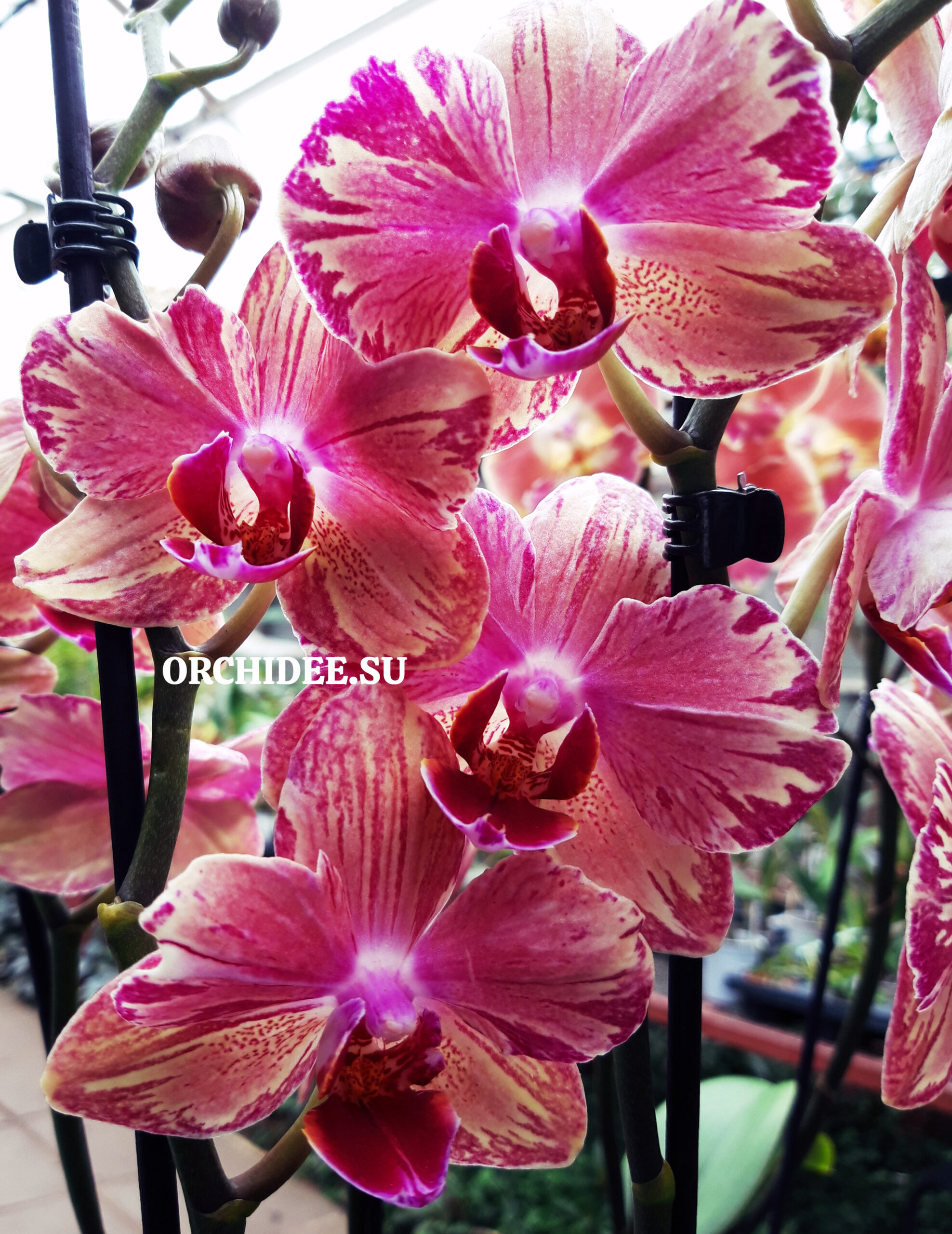 Phalaenopsis PHA 002/4 bright peloric