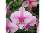 Phalaenopsis schilleriana stripes