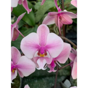 Phalaenopsis schilleriana stripes