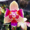 Phalaenopsis PHM 141/1 Morning Breeze 3 lip peloric