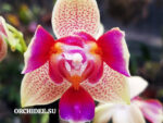 Phalaenopsis PHM 141/1 Morning Breeze 3 lip peloric