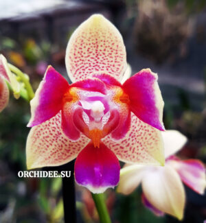 Phalaenopsis PHM 141/1 Morning Breeze 3 lip peloric