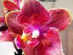 Phalaenopsis PHM 171/1 Diffusion butterfly peloric