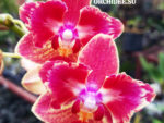 Phalaenopsis PHM 186 Bowdion butterfly peloric