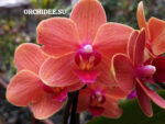Phalaenopsis PHM 187 Bolzano