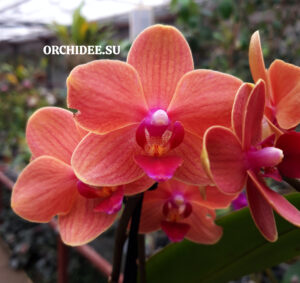 Phalaenopsis PHM 187 Bolzano