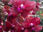 Phalaenopsis PHM 188 Reyuong Miles