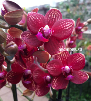 Phalaenopsis PHM 188 Reyuong Miles