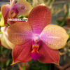 Phalaenopsis {{Sogo Lawrence x TS Wonder) 'Round' x Mituo King bellina 'Pylo'#1) S