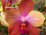 Phalaenopsis {{Sogo Lawrence x TS Wonder) 'Round' x Mituo King bellina 'Pylo'#1) S