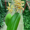 Phalaenopsis Bronze Maiden — изображение 2
