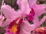 Cattleya hybrid 042