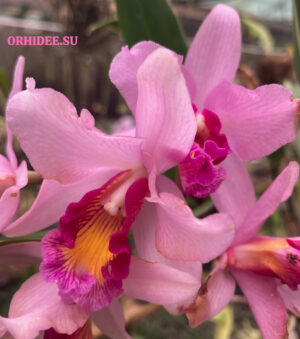 Cattleya hybrid 042