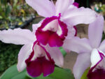Cattleya intermedia