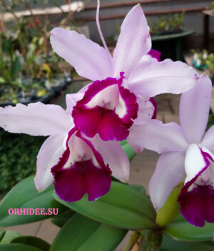 Cattleya intermedia