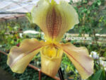Paphiopedilum American hybrid 014