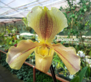 Paphiopedilum American hybrid 014